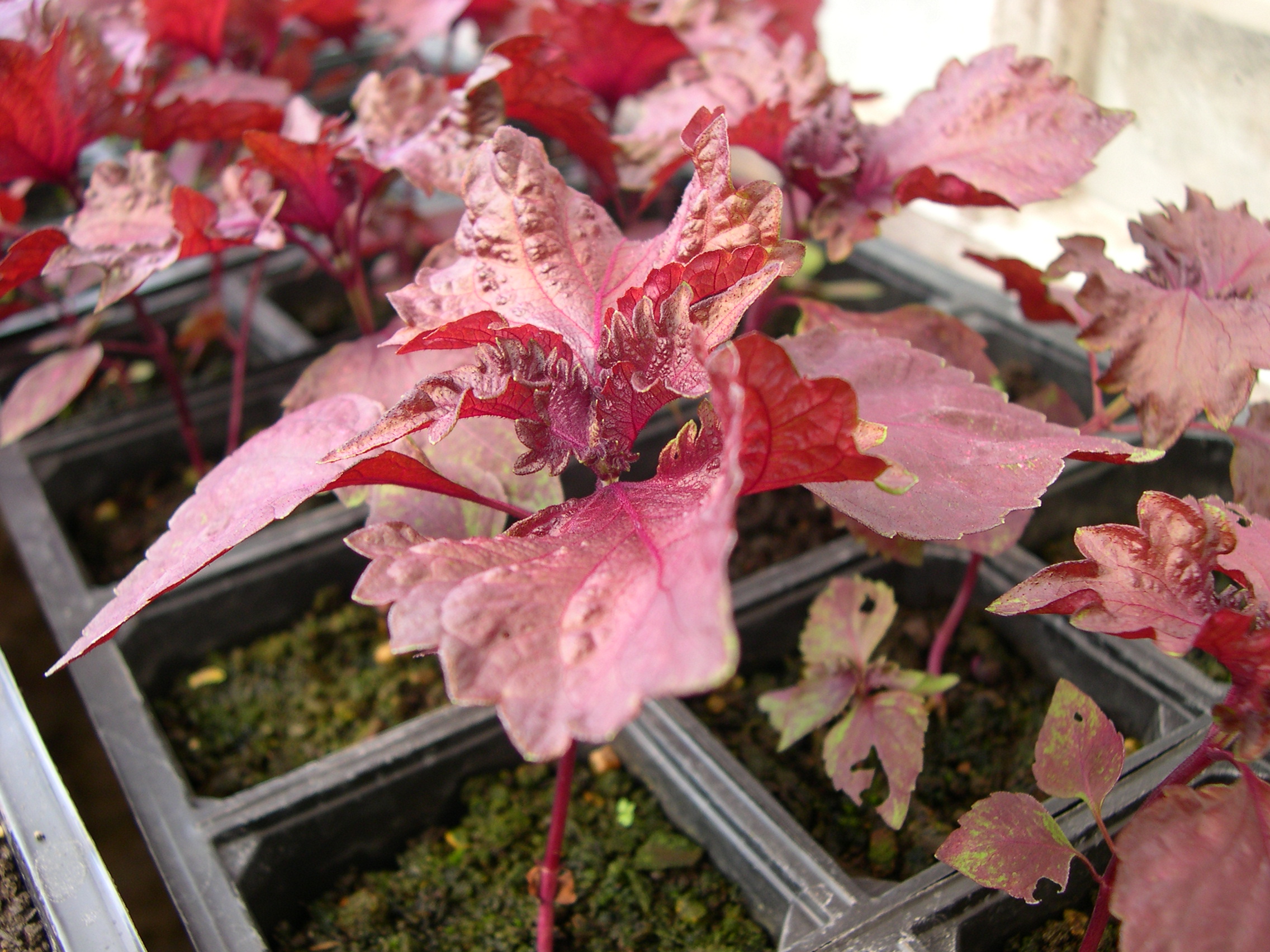 نعناع ارغوانی